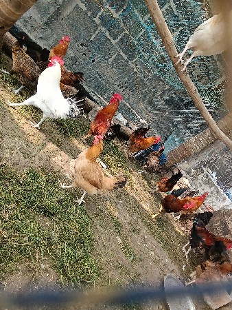 थंबनेल 3