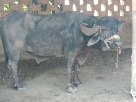 પાડો વેચવાનો છે