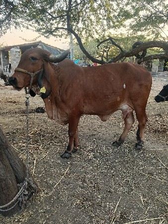 ખાય વેશવાની છે