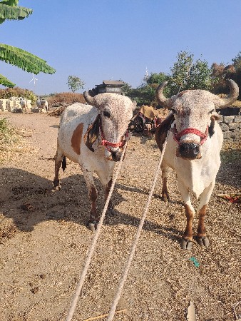 थंबनेल 3