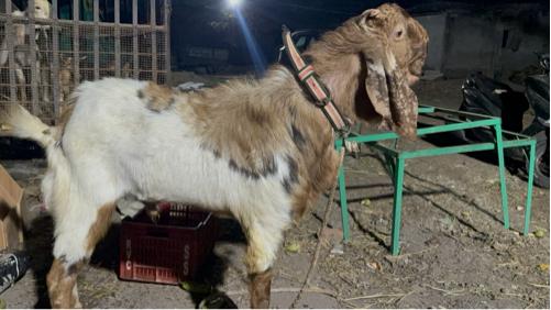 थंबनेल 2