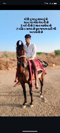 kimat 1.25000 Ghodi vechvani se