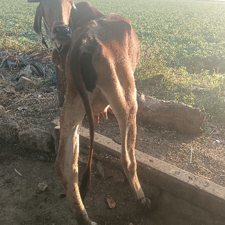 थंबनेल 2