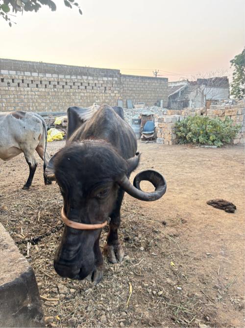 थंबनेल 2