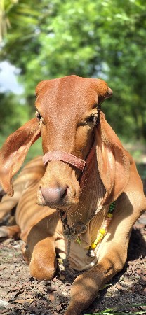 थंबनेल 3