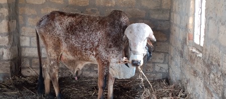 ગીર ખુટ દેવાનો છે