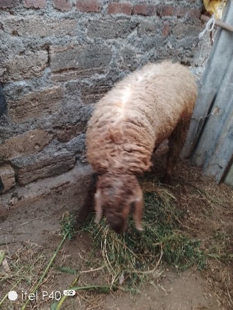 થંબનેલ 2