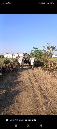 બળદ વેચવાના છે