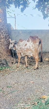 થંબનેલ 5