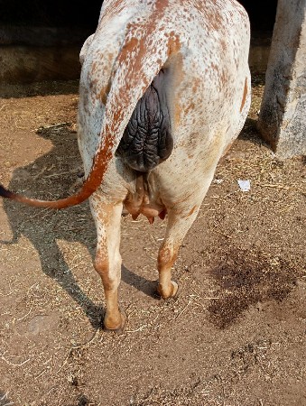 ગાય વેચવાની છે .