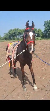 આઘોડીનુસાટુકર વાનુછે ખોટાનેમનાયછે