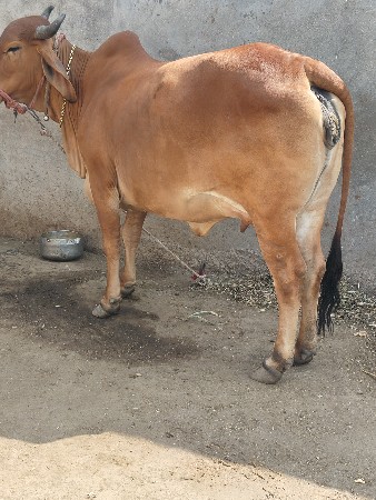 थंबनेल 2