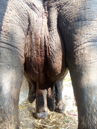 2ભેસ વેશવાની છે