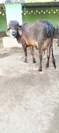 ગીર ઓડકી બીજું વેતર ગાભણી છે