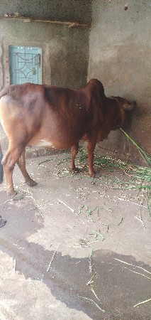 kanani ramesh 9638899742