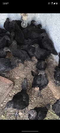 કડક નાથ 100 નંગ