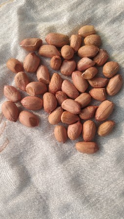 જી22  માંડવી  બીયારણ મા વૈચવાનીછે