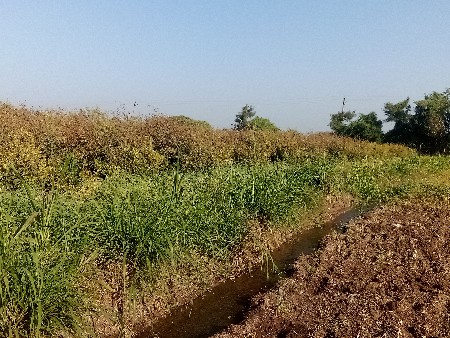 બુધાભાઈ
9265650078
નેજણવાવ