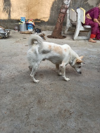 કૂતરો વેચવાનો છે