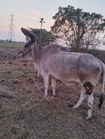 थंबनेल 2