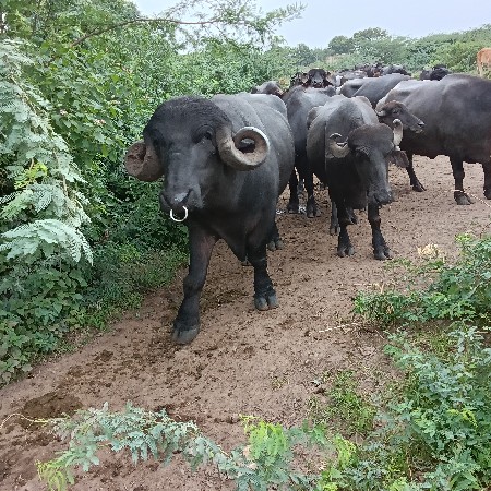 પાડો વેચવાનો છે