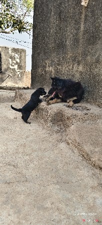 ગલુડ્યું દેવાનું છે