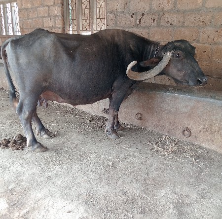 થંબનેલ 2