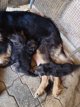 galudiya vesva na se