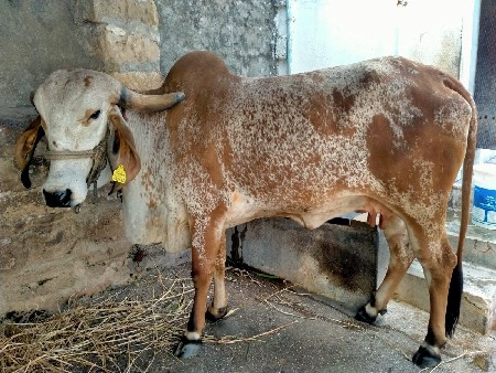 ગીર કાબરી ગાય વેચવાની છે