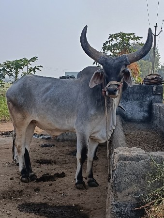 थंबनेल 3