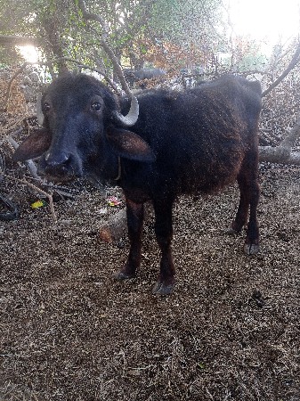 थंबनेल 3