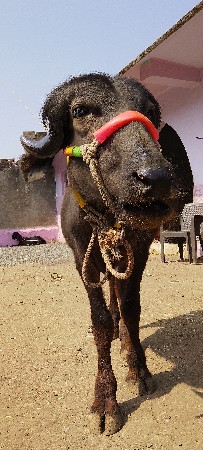 પાડી વેચવાની છે