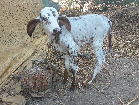 थंबनेल 4