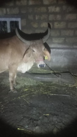 ગાય વેચવાની છે