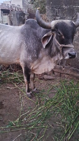 ગાય વેચવાની છે