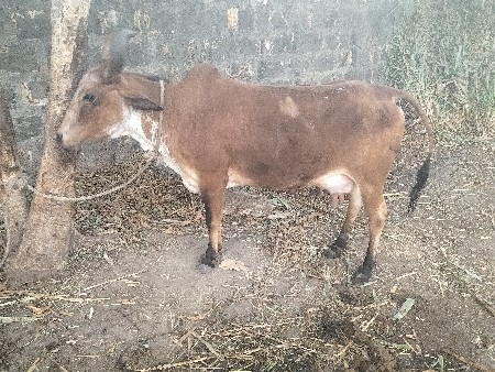 થંબનેલ 3