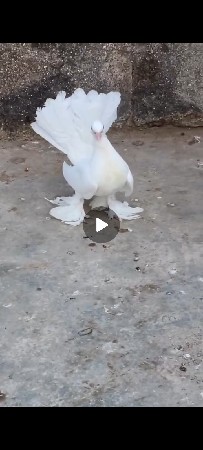 મોરપીંછ પડું વેશ વાનુ શે