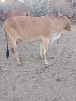 બે ગાય વેચવાની છે