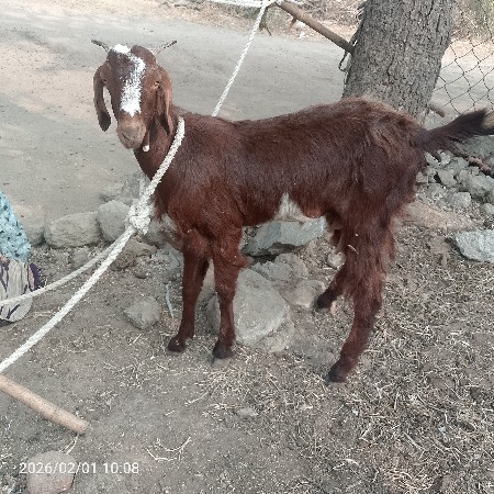 થંબનેલ 3