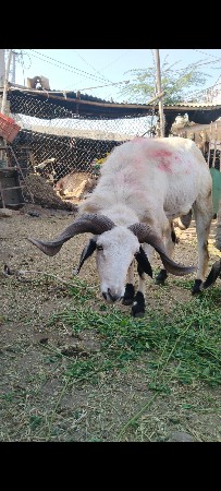 थंबनेल 2