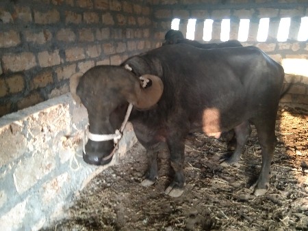 બીજા વાળા નો પાડો છે તમામ જવાબદારી