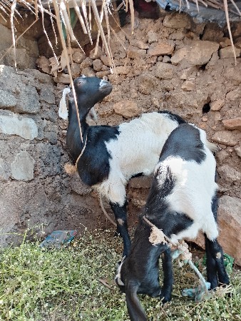 થંબનેલ 3