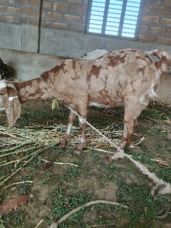 थंबनेल 2