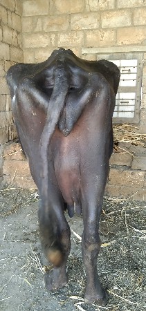 ભેંસ વેચવાની છે