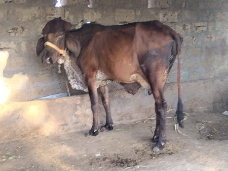 ગીર કોષ ગાય વેચવા ની છે 1લુ વેતર