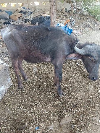 थंबनेल 3