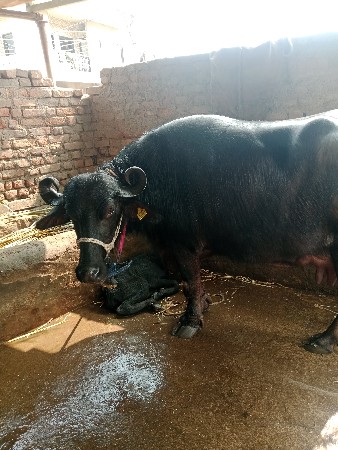 थंबनेल 3