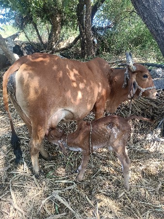 દેશી ગીર ગાય વેસવામી છે.