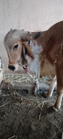 थंबनेल 2