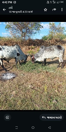 ગામ ઝારેરા નેશ
કીંમત 35000